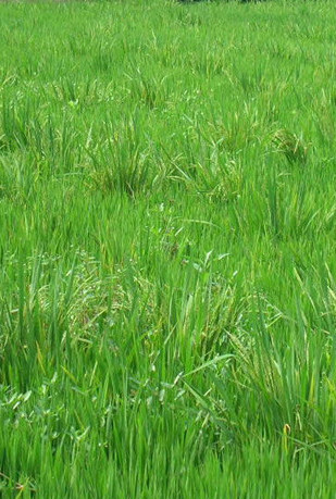 杂草稻